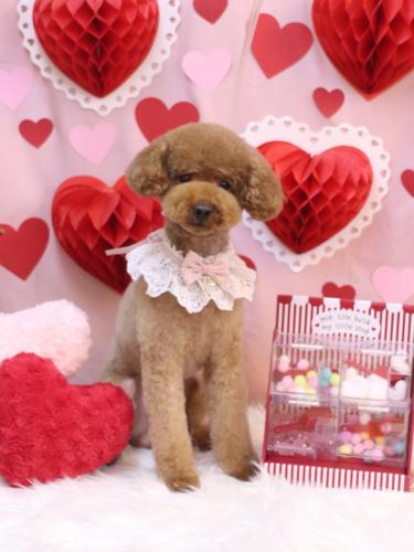 20240225まめくん